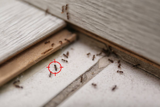 Best Exterminator Services  in Leachville, AR