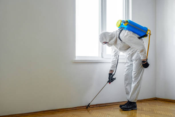 Best Termite Control Services  in Leachville, AR