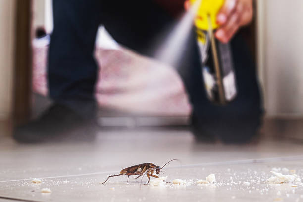 Best Ant Control Services  in Leachville, AR